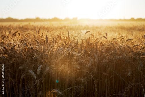 Summer background of agriculture landscape ripening ears of golden wheat under sunlight in harvesting time.
