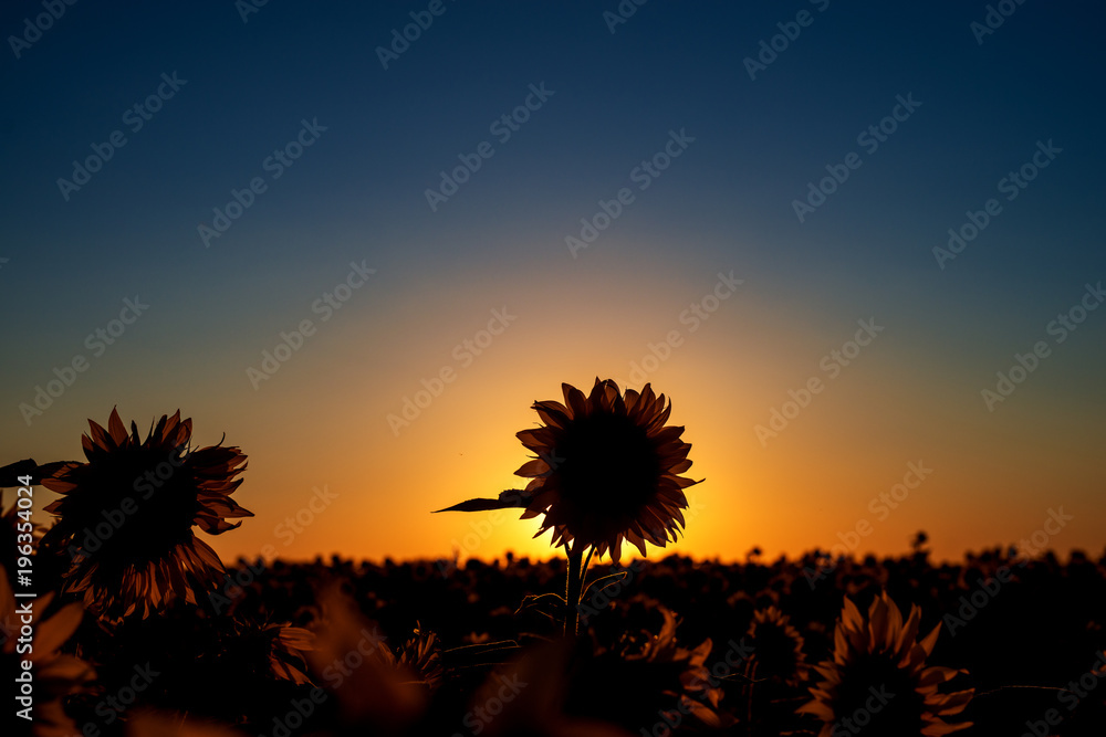Sunflower silhouette in front of the sun at sunset and sunflowers field in front.