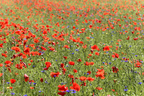 Blumenwiese, Blütezeit im Frühsommer im Piano Grande, Umbrien, Italien, Europa 