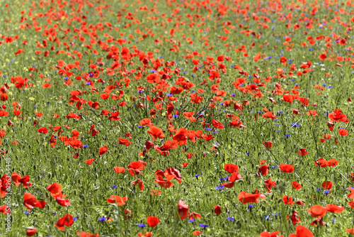 Blumenwiese, Blütezeit im Frühsommer im Piano Grande, Umbrien, Italien, Europa 