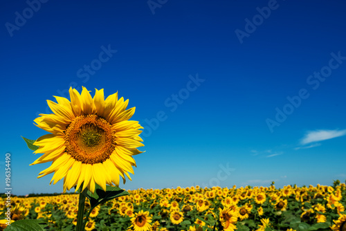 Close up focus view of one sunflower with a field of sunflowers blooming behind on a sunny day.