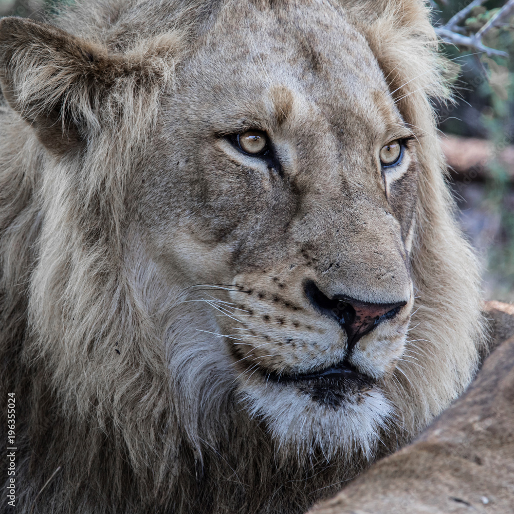 Fototapeta premium Portret młodego samca lwa w Sabi Sands Game Reserve, części regionu Greater Kruger w RPA