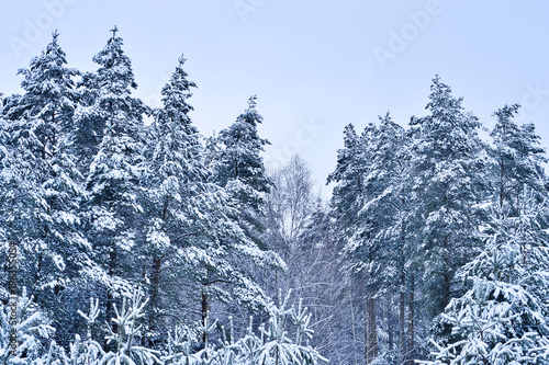 Spruce trees covered with snow. Background. © Roman