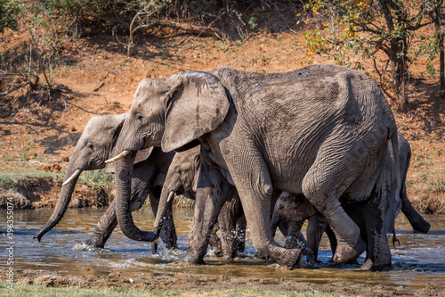 Elephant family walking in the water of a small river in Krugerpark South Africa