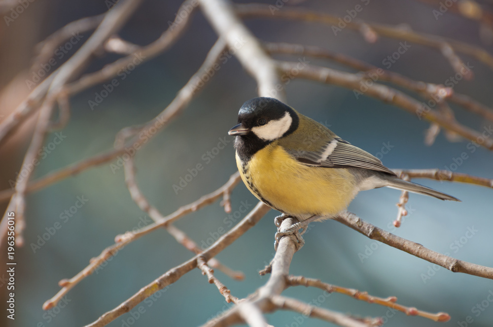 Fototapeta premium curious Great Tit resting on a tree branch