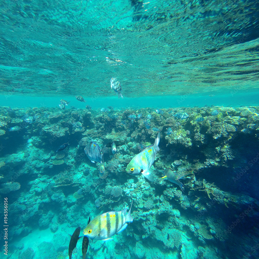 fish in the sea under water fish in the sea under water