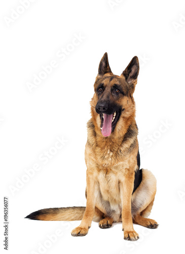German Shepherd dog on a white background isolated