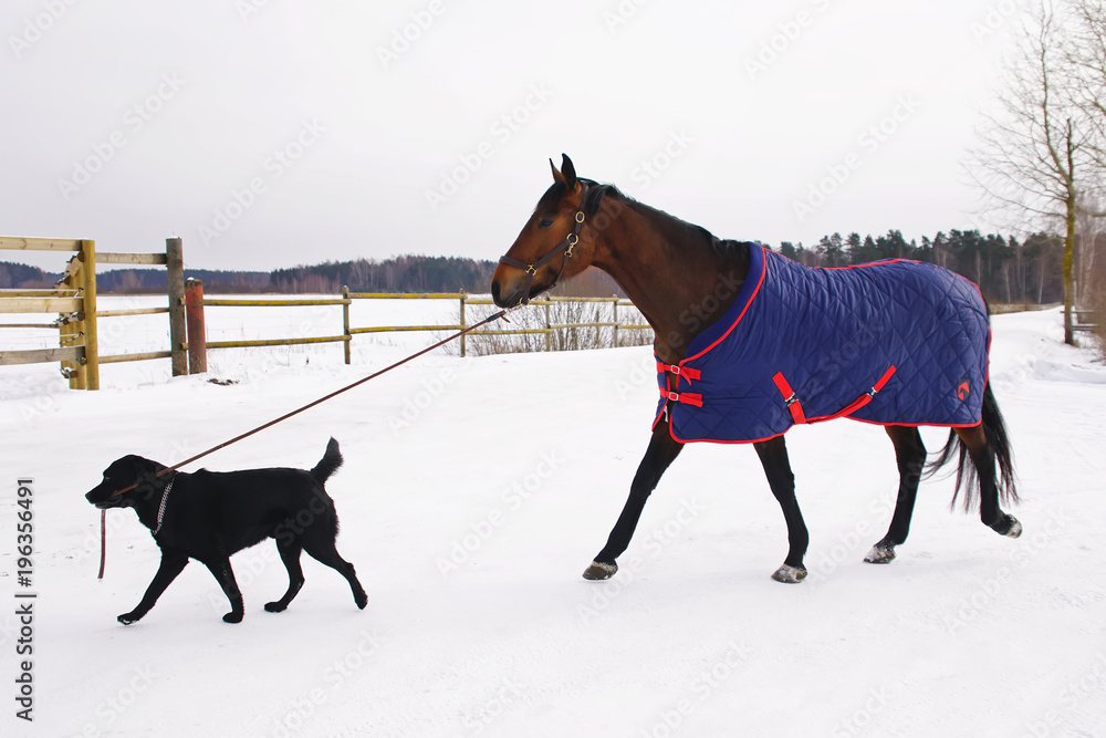 black lab walking