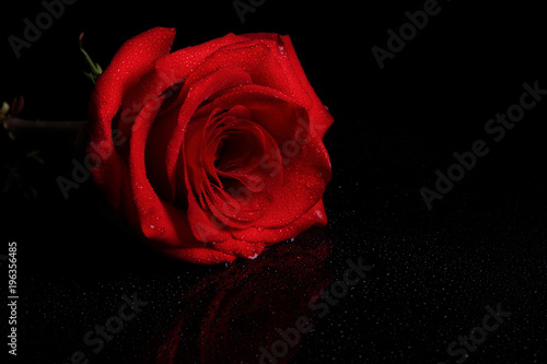 Red rose on a black background with drops of water. Place for inscription
