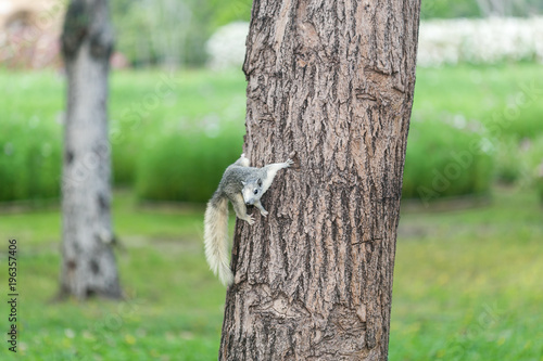 Squirrel on the tree