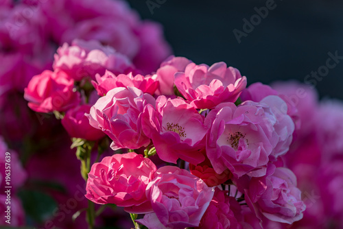 ピンク色の満開のバラの花
