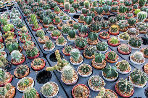 Offer cactus in gardening. Rows of small cacti in pots, top view.