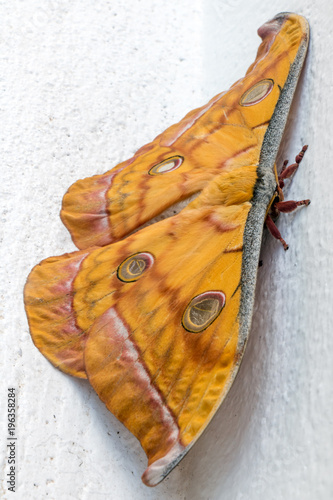 Tussar silk moth ( Antheraea paphia ) relax on the white wall, Luang Prabang, Laos. Macro view tropical butterfly lepidoptera. photo