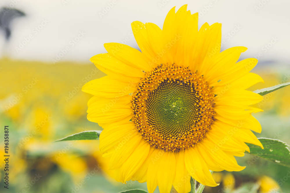 The beautiful sunflower field.