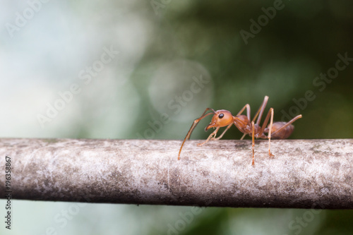 Close up red ant on blur background