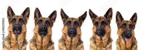 portrait of a German shepherd dog on a white background isolated