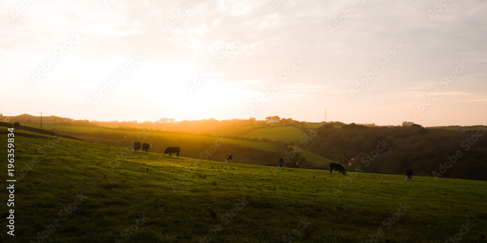 Fototapeta premium Cows at sunset
