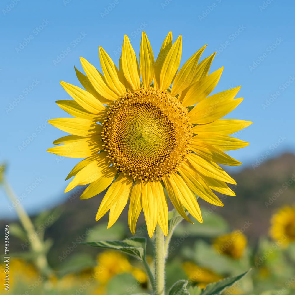 Sunflower in field with the blue sky. Sunflower in field with the blue sky.