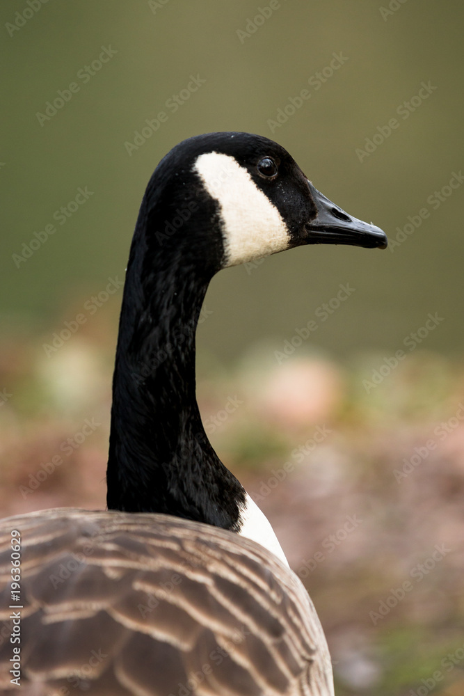Canadian Goose Canadian Goose