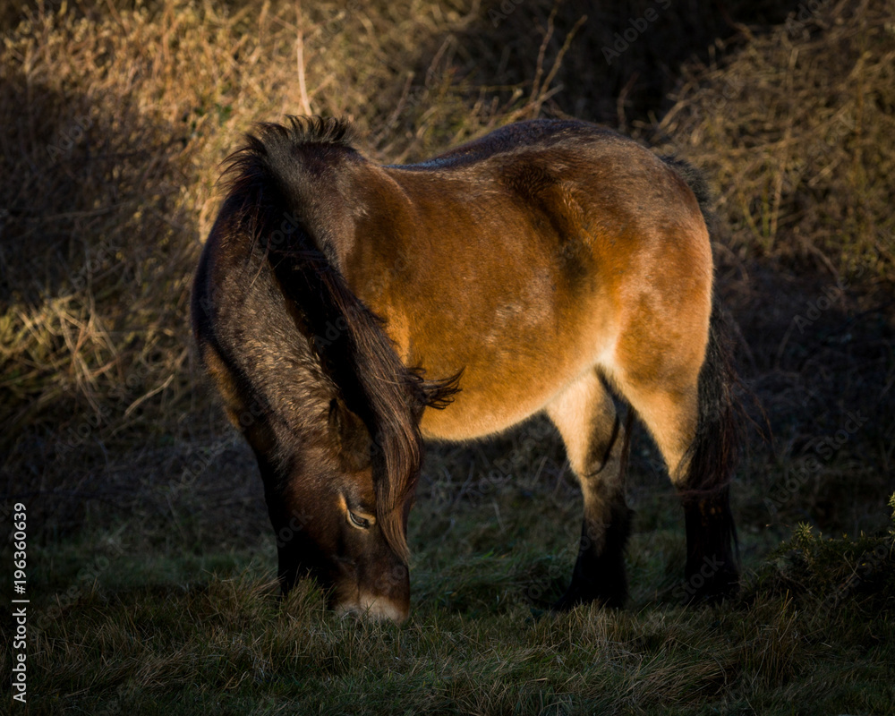 Fototapeta premium Wild horse at golden hour