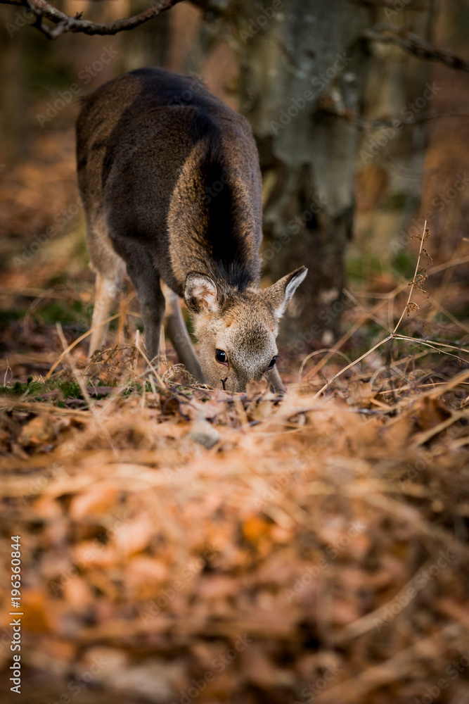 Naklejka premium Deer in the woods