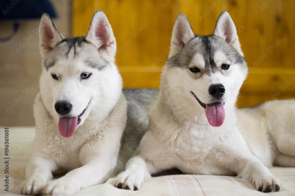 husky friend portrait