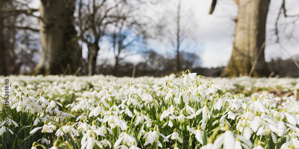Obraz premium Snowdrops and trees