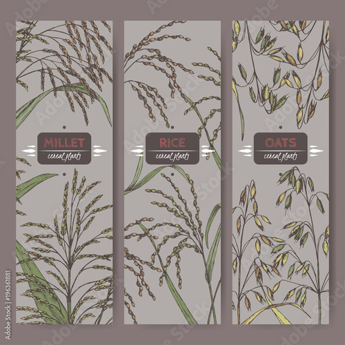 Set of three labels with Asian rice, Proso millet and oats color sketch.