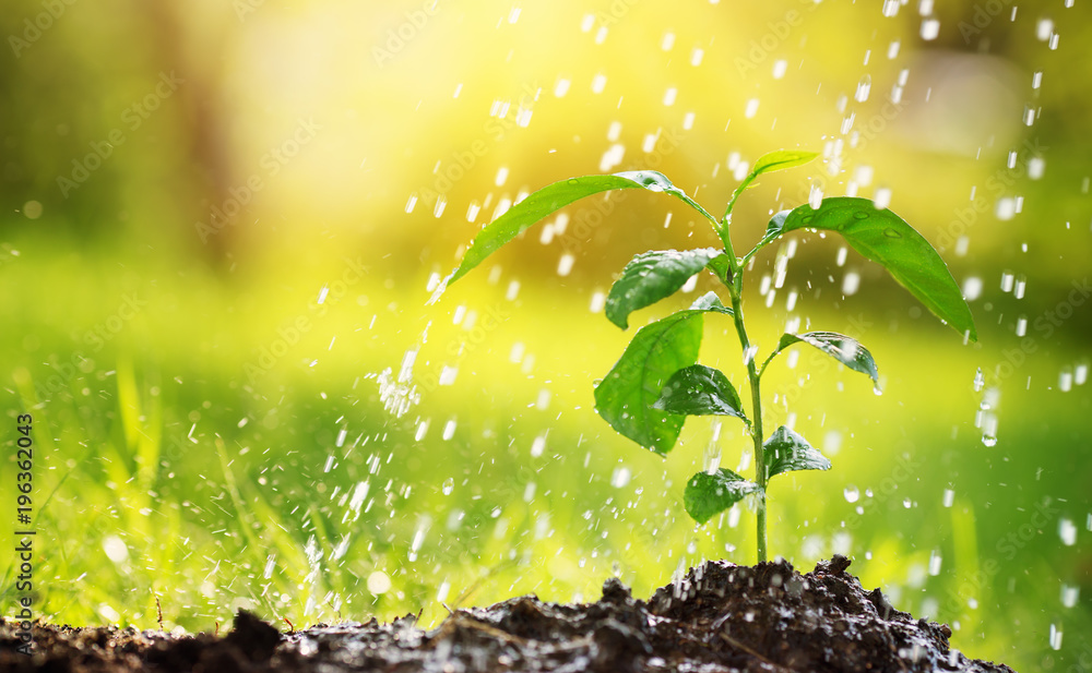 Fototapeta premium podlewanie sadzonek w glebie. Krople wody spadają na nowy kiełek w słoneczny dzień w ogrodzie latem