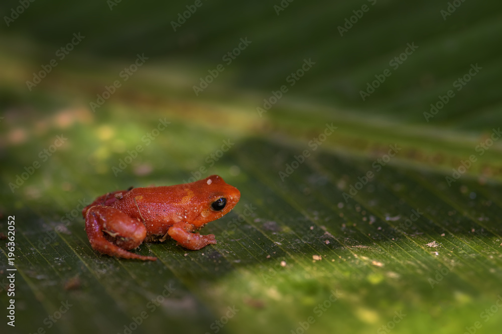 Fototapeta premium golden mantella - Mantella aurantiaca, beautiful endemic golden frog from Madagascar rain forest.