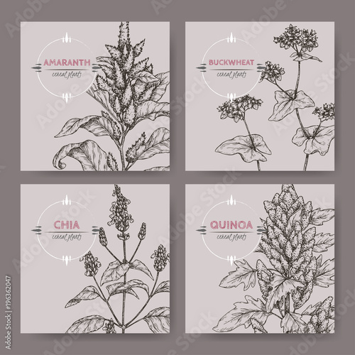 Set of four banners with amaranth, quinoa, chia and buckwheat sketch. Cereal plants collection.