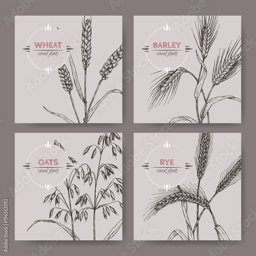 Set of four banenrs with bread wheat, rye, barley and oats sketch. Cereal plants collection.