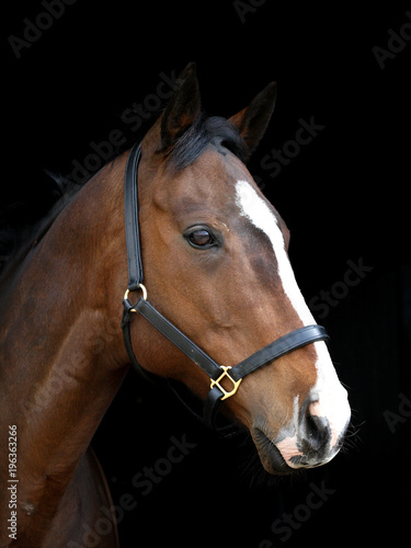 Bay Horse Head Shot © Nigel Baker
