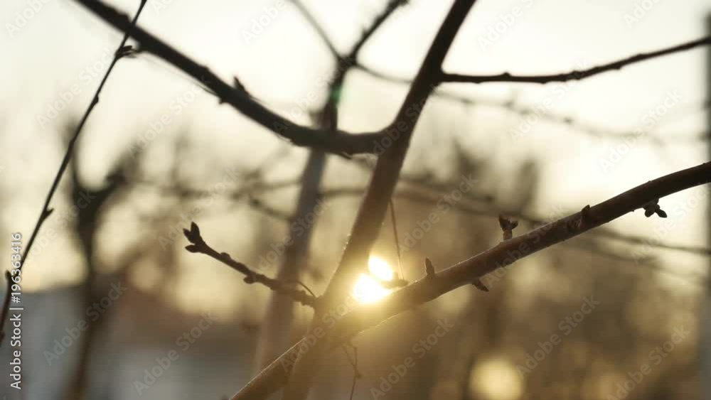 dry branches of a tree buds silhouette sunlight winter indoors nature dry branches of a tree buds silhouette sunlight winter indoors nature
