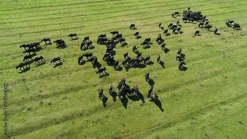 Buffalo grazing next to the river Strymon in Northern Greece on a sunny day. Aerial shot with drone photo