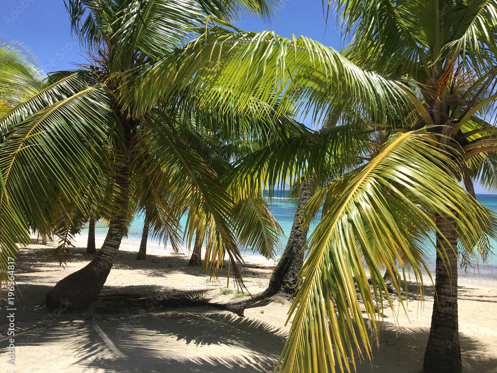 Palmen von Isla Saona in der dominikanischen Republik