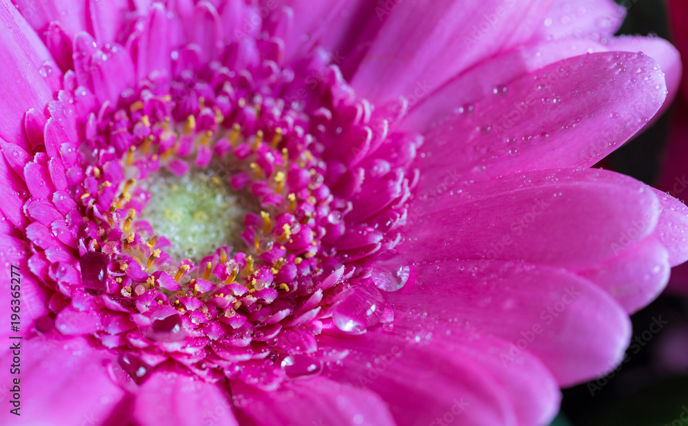 Head of violet gerbera flower 1 Head of violet gerbera flower 1