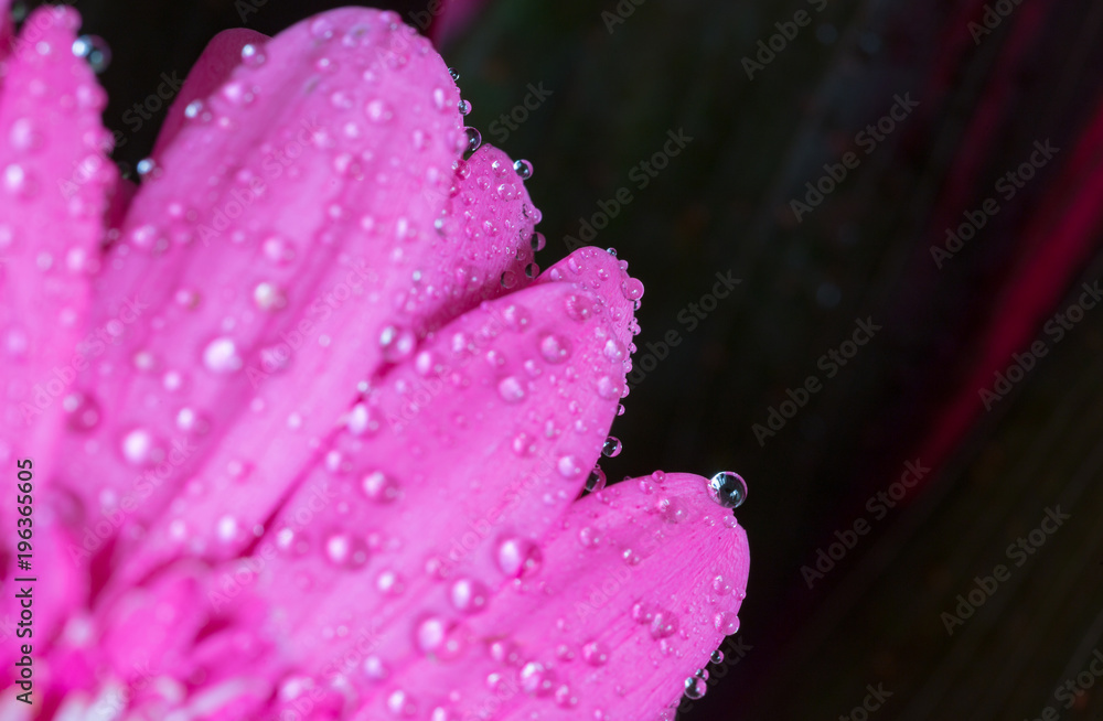 Head of violet gerbera flower 7 Head of violet gerbera flower 7
