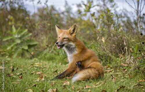 A Red Fox Scratching himself © Fiona M. Donnelly