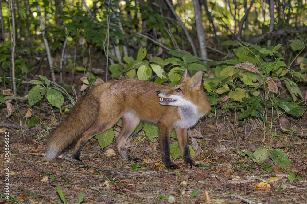 A Beautiful Red Fox 16