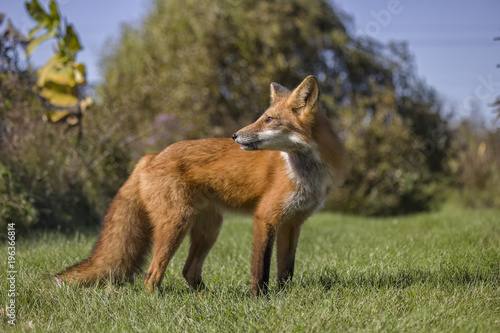 A Beautiful Red Fox 18
