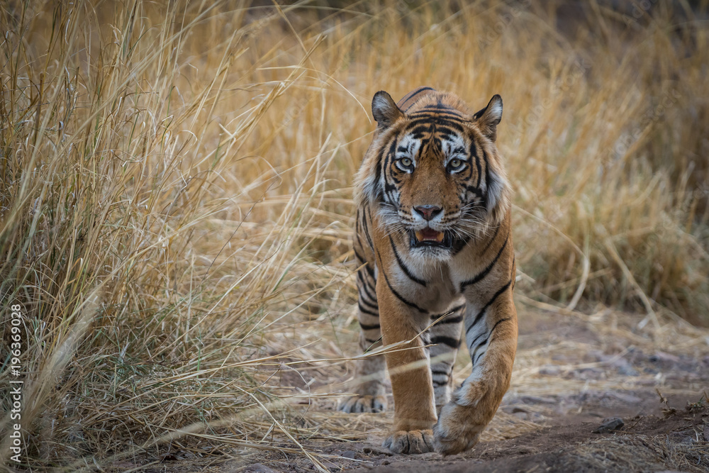 Fototapeta premium A dominant male tiger from Ranthambre National Park