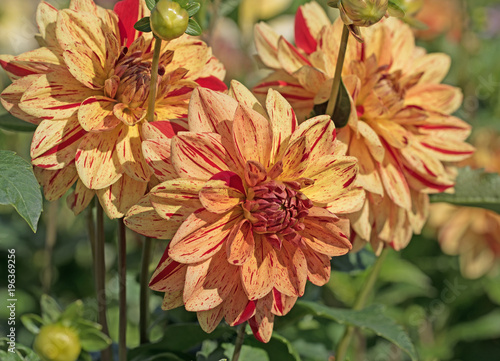 Fototapeta Naklejka Na Ścianę i Meble -  Dahlien, Dahlias