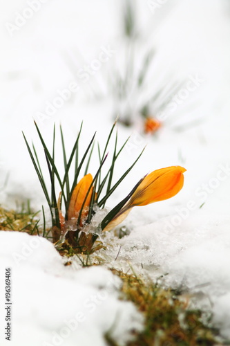 Couple of yellow crocuse flowers. Buds and petals under snow blanket. Spring season in Germany.