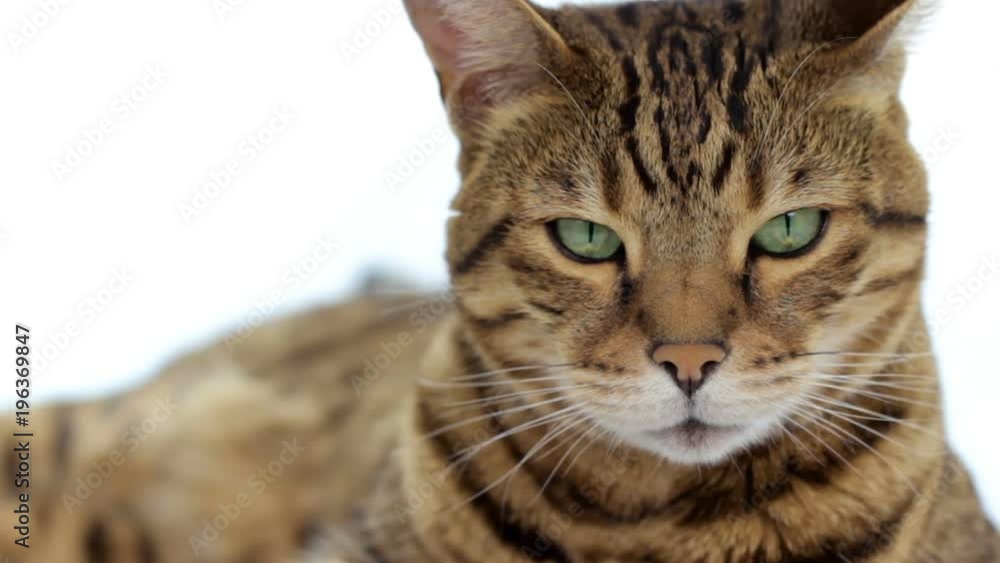 Close-up portrait of Bengal cat on white background Close-up portrait of Bengal cat on white background