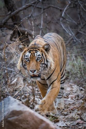 A wild male tiger on an evening stroll, Ranthambore national park