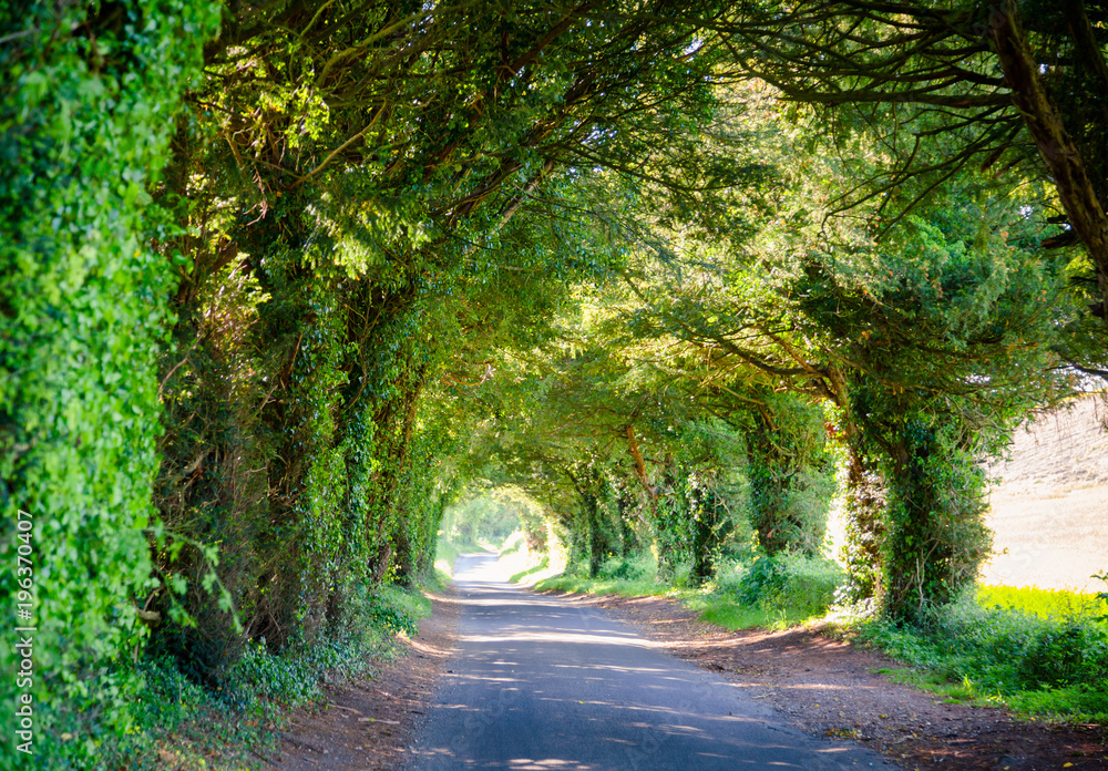 Fototapeta premium Scenic tunnel road in Southern England
