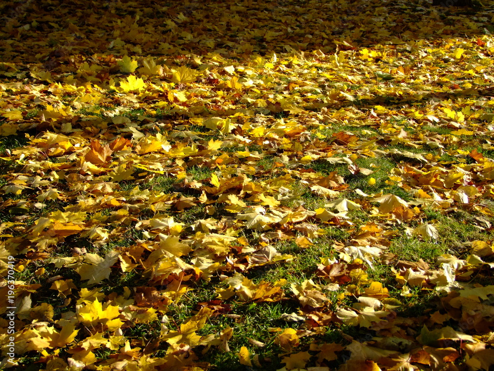 Obraz premium Fallen yellow maple leaves on the grass in autumn