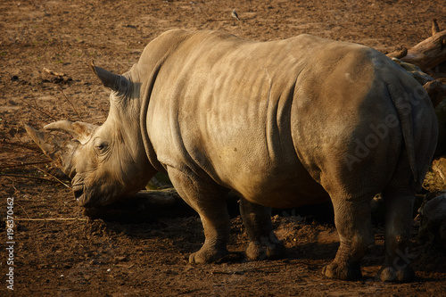 Closeup portrait of a White Rhinoceros