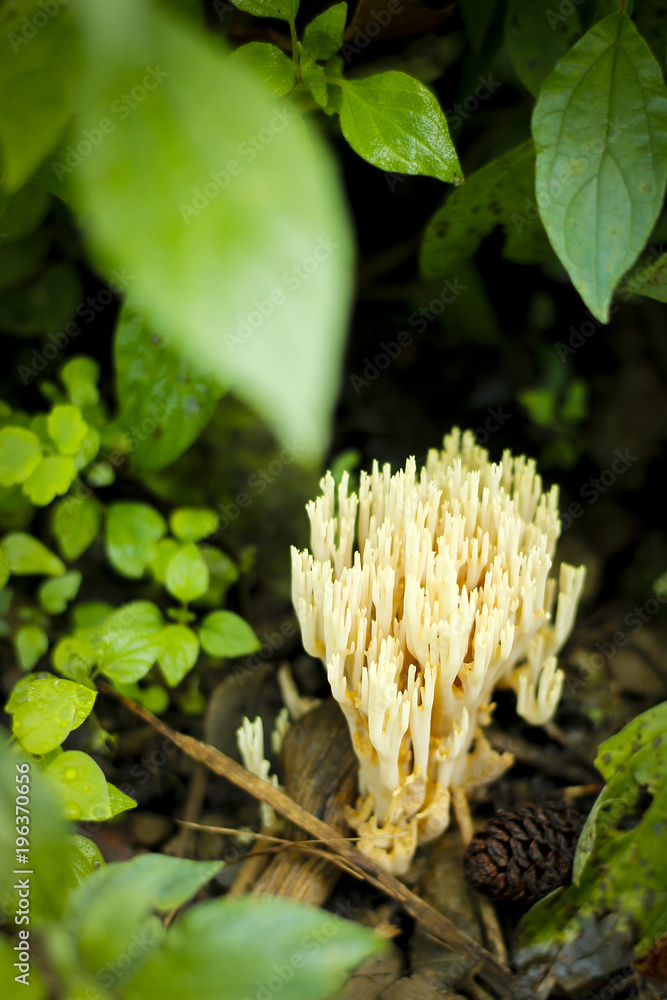 mushroom in the undergrowth mushroom in the undergrowth